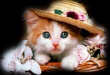 طبيب بيطري في مكناس