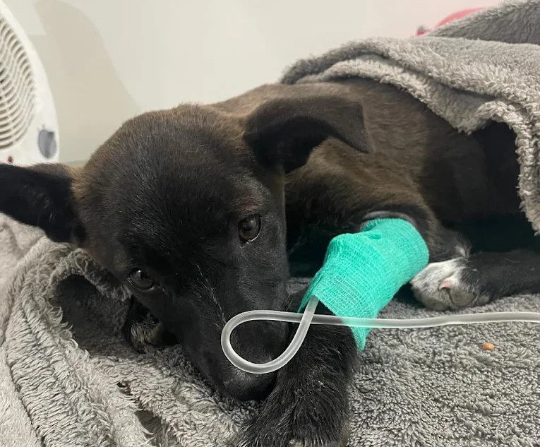 طبيب بيطري في فاس