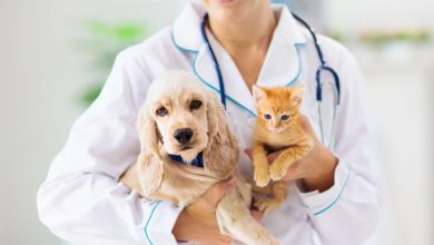 طبيب بيطري في عيادة بيطرية يعالج أمراض الحيوانات